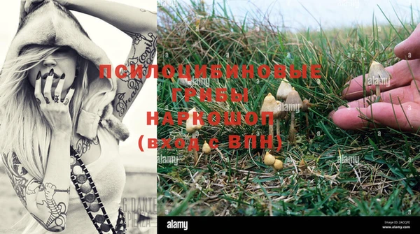 стафф Вязьма